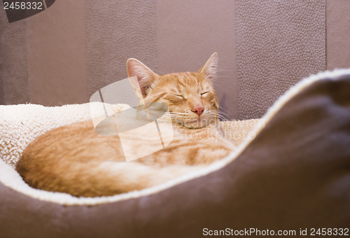 Image of Sleeping cat