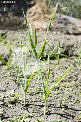 Image of Fresh green garlic in plantation