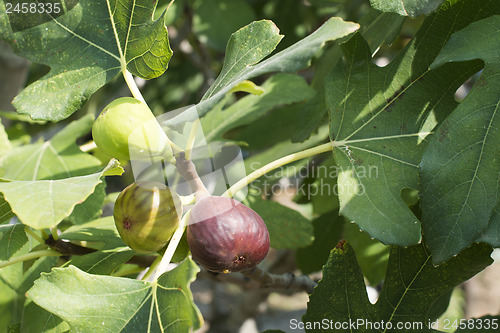 Image of Fig on tree between the leaves