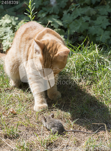 Image of Cat and mouse in garden