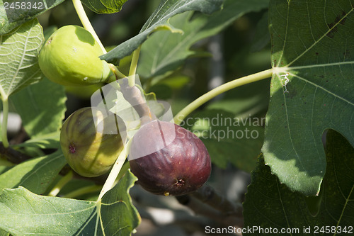 Image of Fig on tree between the leaves