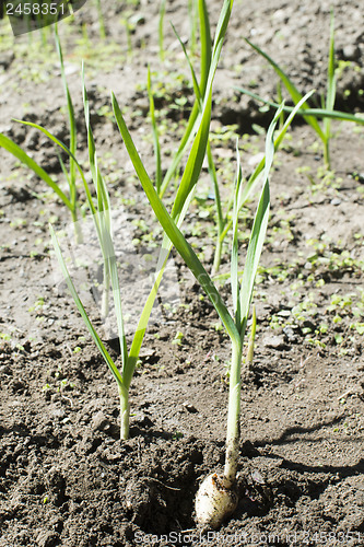 Image of Fresh green garlic in plantation