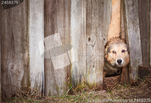 Image of Angry Dog Look At Outside