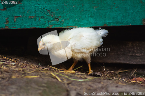 Image of Baby Chicken