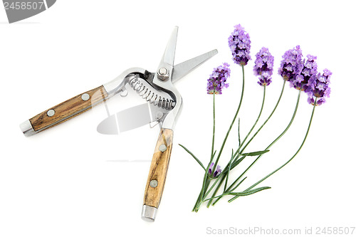 Image of Lavender Herb Flowers