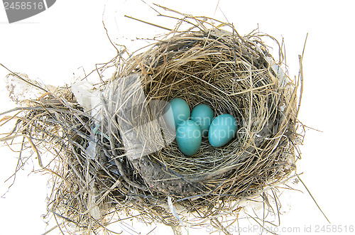 Image of Robin's Bird Nest