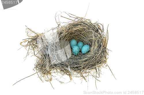 Image of Robin's Bird Nest