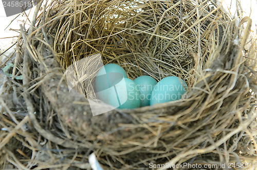 Image of Robin's Bird Nest