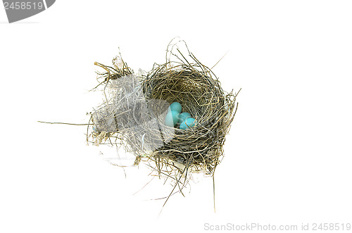 Image of Robin's Bird Nest