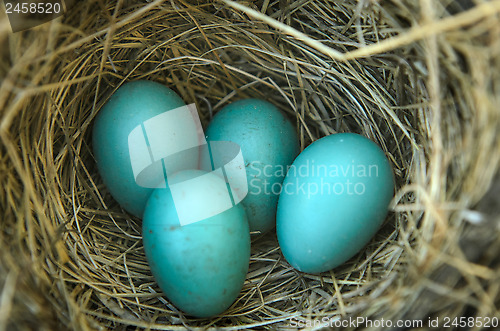 Image of Robin's Bird Nest