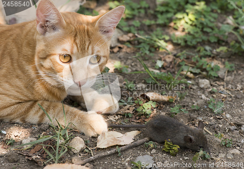 Image of Cat and mouse in garden