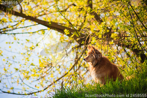 Image of Beautiful Red Dog In A Field