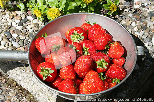 Image of Strawberries in oldfashioned strainer
