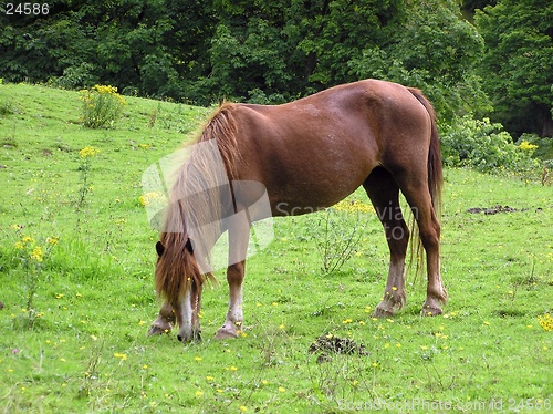 Image of Grazing Pony