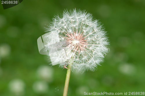 Image of Blown dandelion