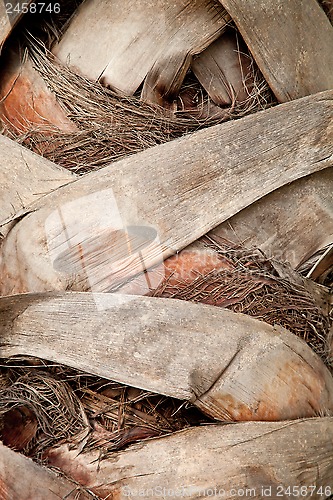 Image of palm tree trunk
