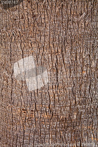 Image of old tree texture 