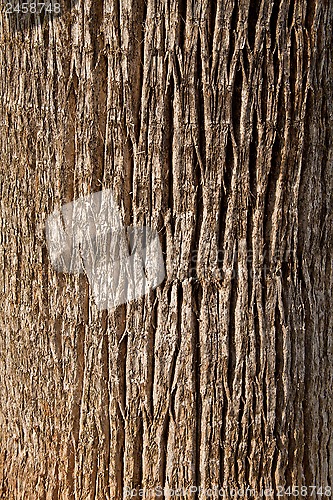 Image of old tree texture