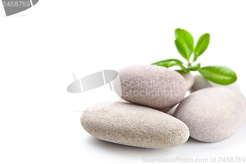 Image of stones and green leaves