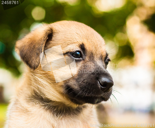 Image of Brown dog puppy