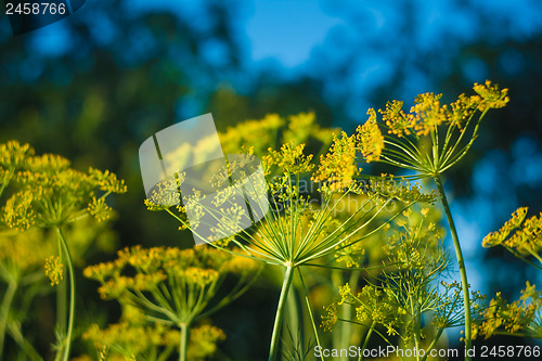 Image of Branch Of Fresh Green Dill 