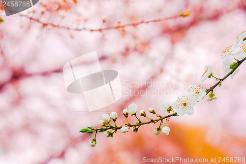 Image of Branch With White Cherry Blossoms