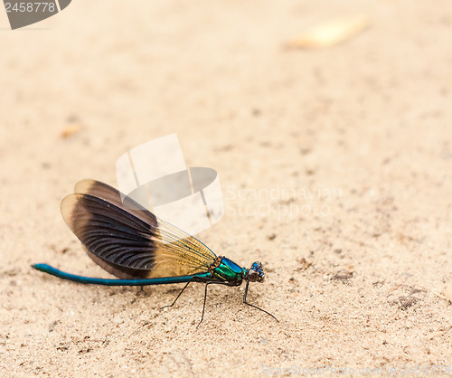 Image of Blue Dragonfly On Sand