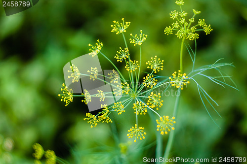 Image of Branch Of Fresh Green Dill 