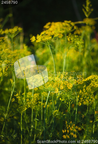 Image of Branch Of Fresh Green Dill 