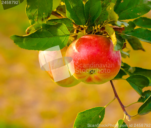 Image of Bunch of red apples on a branch ready to be harvested 