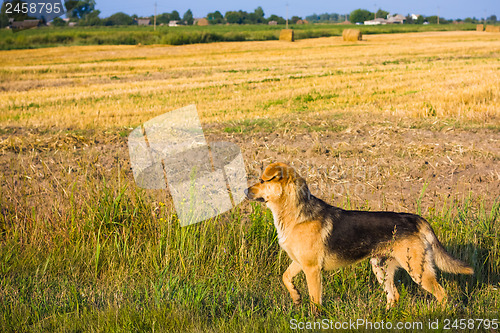 Image of Brown Dog.