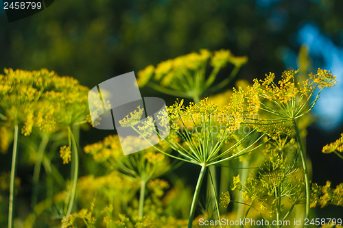 Image of Branch Of Fresh Green Dill 