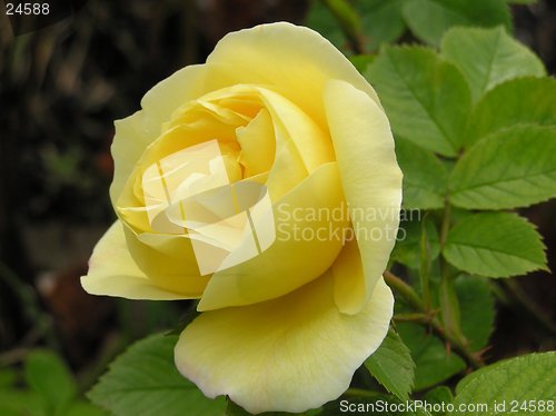 Image of Yellow Rose