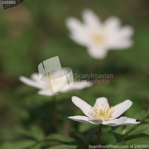 Image of Anemone nemorosa