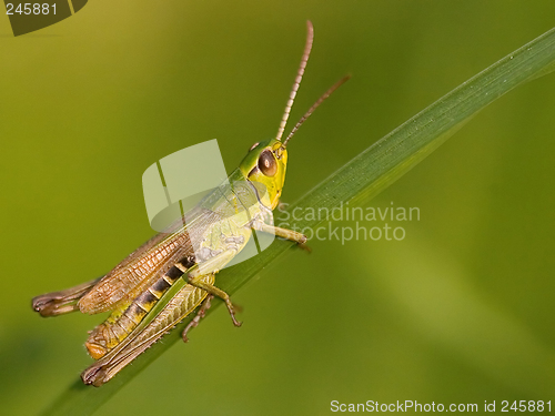 Image of Grasshopper