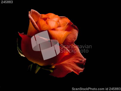 Image of Rose