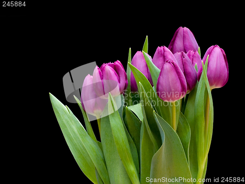 Image of tulip 2