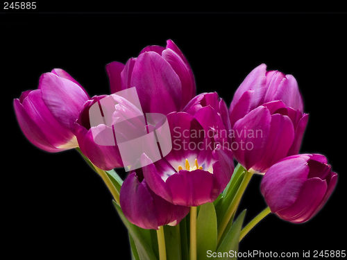 Image of tulip