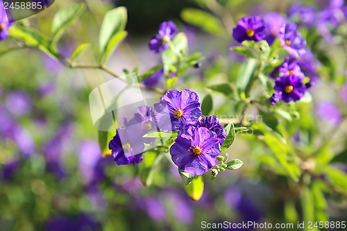 Image of Branch with beautiful purple flowers