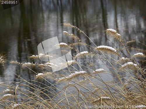 Image of Snow on the needle grass