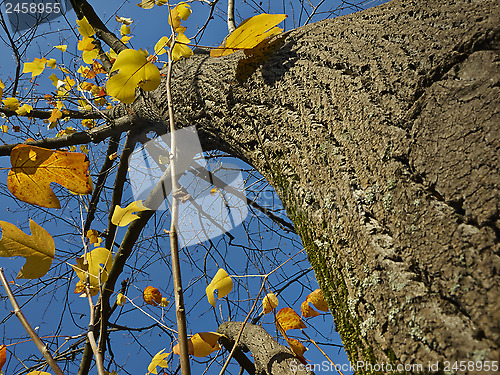 Image of Autumn tree