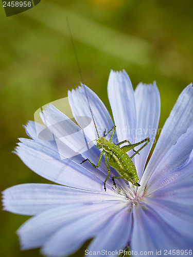 Image of Green grasshopper 