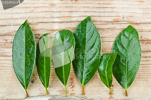 Image of green leaves on rustic wooden background 