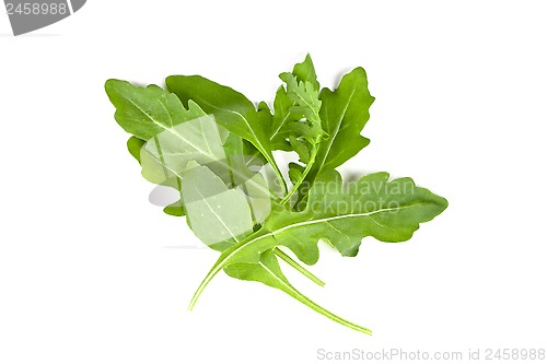 Image of fresh rucola leaves