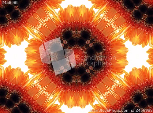 Image of Gerber flower abstract pattern