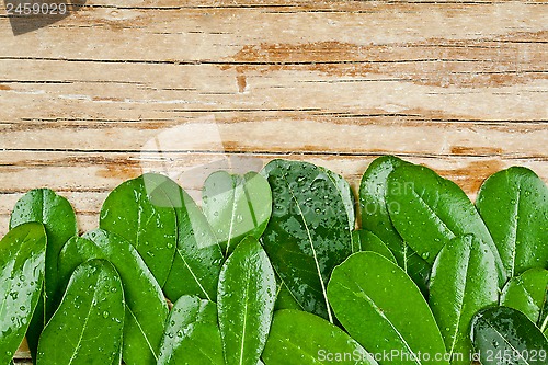 Image of green leaves on rustic wooden background 