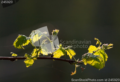 Image of Backlight