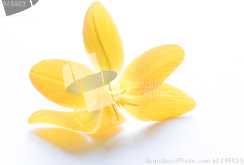 Image of Yellow crocus