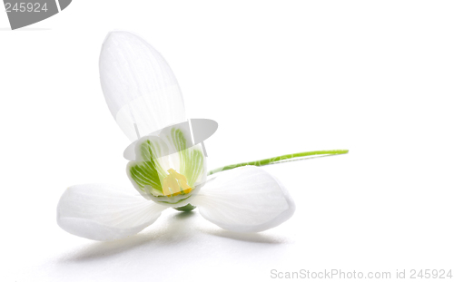 Image of snowdrop