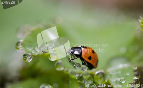 Image of Ladybird & dewdrops